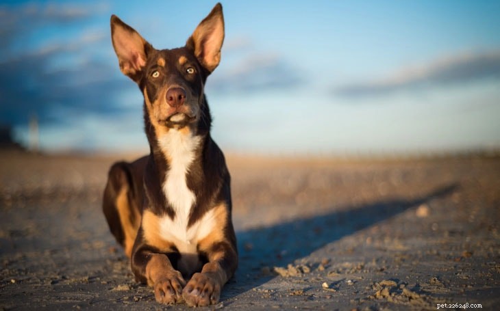 Effective Australian Kelpie Training: Tips & Techniques