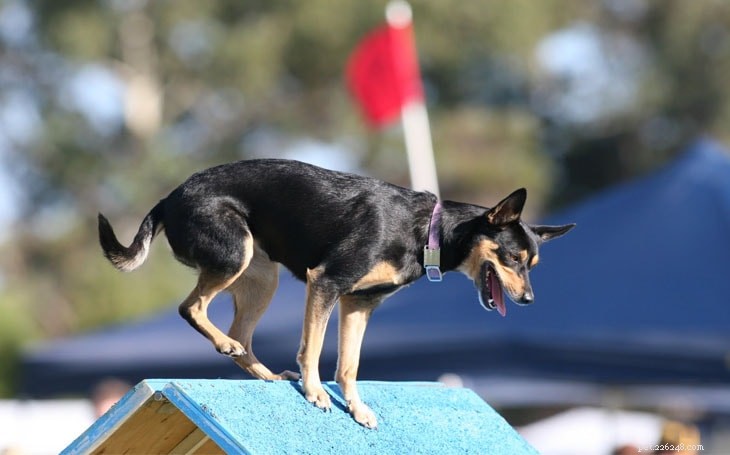 Effective Australian Kelpie Training: Tips & Techniques