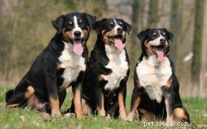 Master Appenzeller Sennenhund Training: Tips for a Well‑Behaved Companion