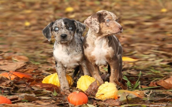 Expert American Leopard Hound Training: Unlocking Bravery & Tracking Skills