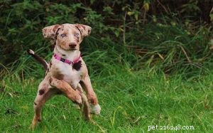Expert American Leopard Hound Training: Unlocking Bravery & Tracking Skills