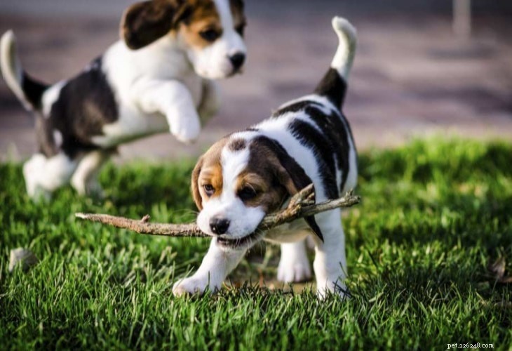 American Foxhound Training: Expert Guide for Puppies & Adults