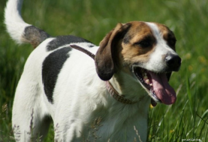 American Foxhound Training: Expert Guide for Puppies & Adults
