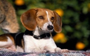 American Foxhound Training: Expert Guide for Puppies & Adults
