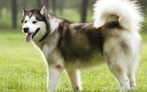 Expert Alaskan Malamute Training: Strength, Endurance & Family Bonding