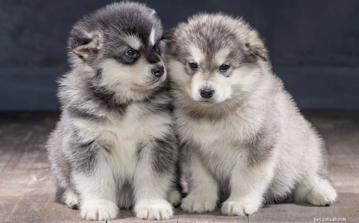 Expert Alaskan Malamute Training: Strength, Endurance & Family Bonding