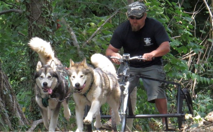 Expert Alaskan Malamute Training: Strength, Endurance & Family Bonding