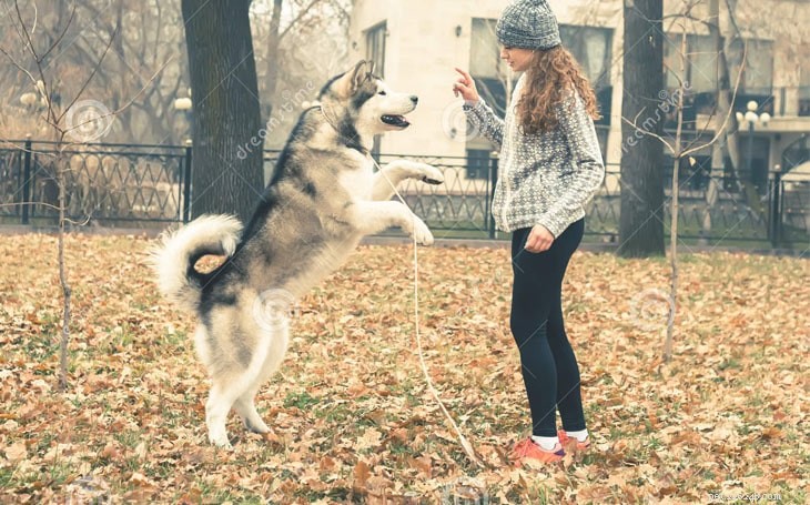 Expert Alaskan Malamute Training: Strength, Endurance & Family Bonding