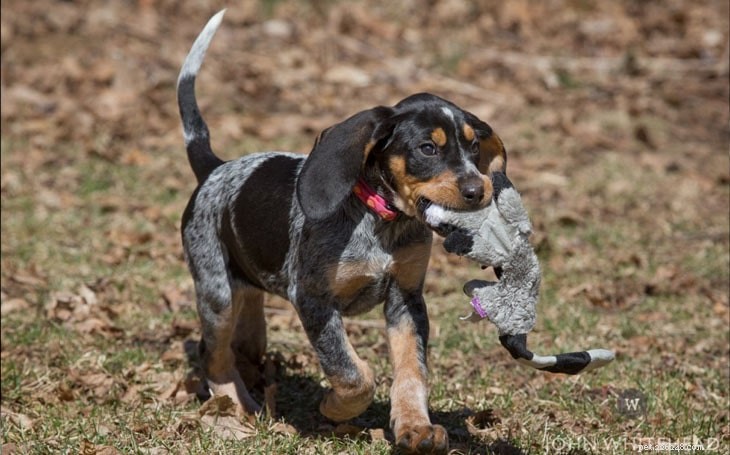 Mastering American English Coonhound Training: Proven Tips for a Loyal Companion
