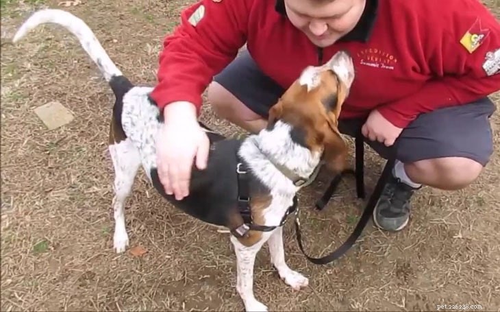 Mastering American English Coonhound Training: Proven Tips for a Loyal Companion