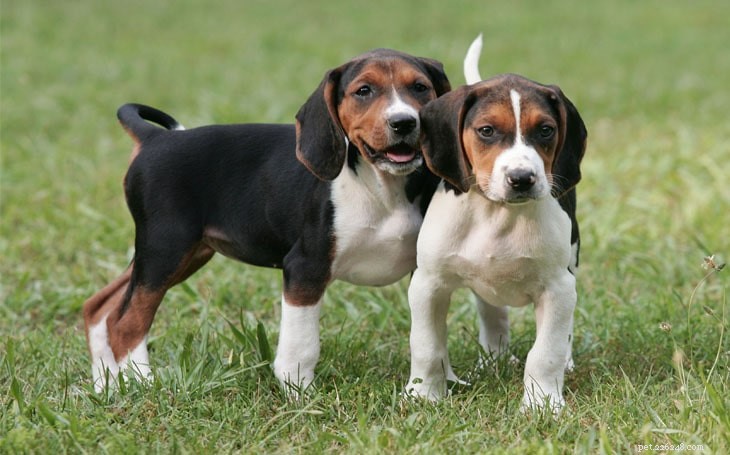 Mastering American English Coonhound Training: Proven Tips for a Loyal Companion