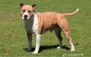 American Staffordshire Terrier Training: Tips & Techniques