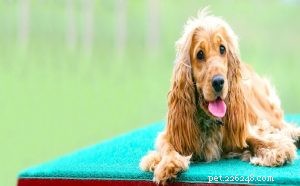 Comprehensive Guide to Training Your English Cocker Spaniel