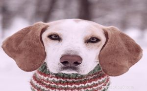 Mastering English Foxhound Training: A Comprehensive Guide for Families & Hunters