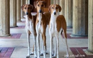 Master Azawakh Training: Expert Tips for a Loyal, Elegant Sighthound