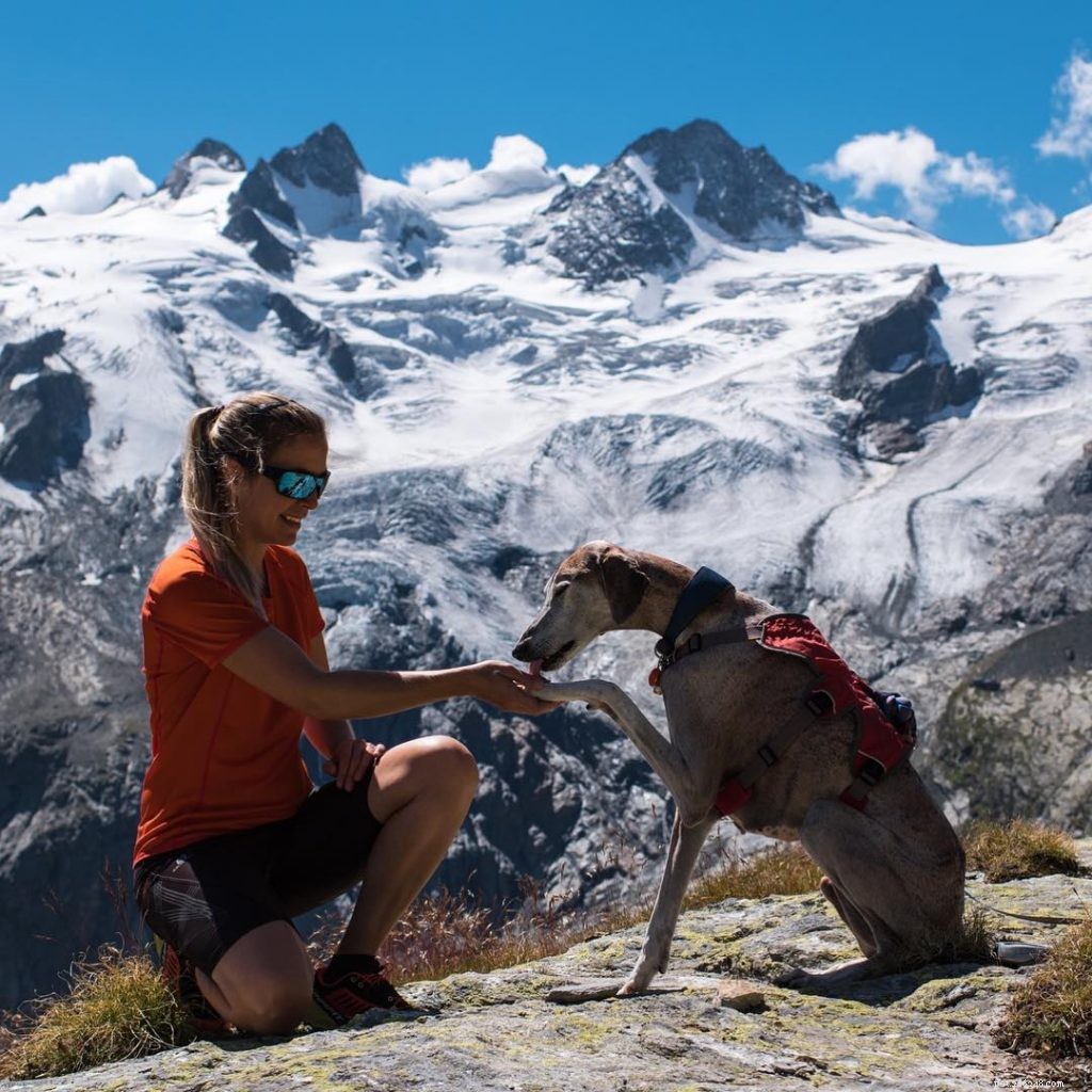 Master Azawakh Training: Expert Tips for a Loyal, Elegant Sighthound