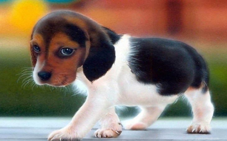 Mastering English Foxhound Training: A Comprehensive Guide for Families & Hunters