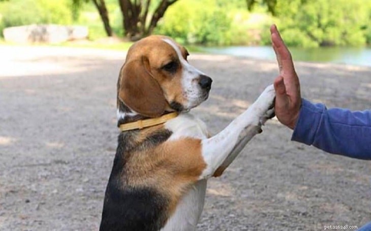 Mastering English Foxhound Training: A Comprehensive Guide for Families & Hunters
