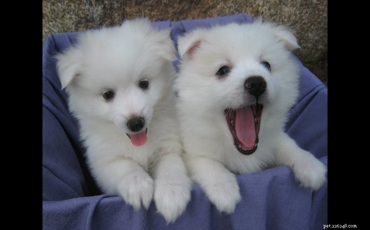 Mastering American Eskimo Dog Training: Tips for Loyal, Alert Companions