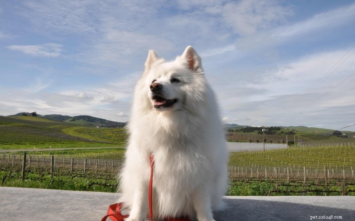 Mastering American Eskimo Dog Training: Tips for Loyal, Alert Companions