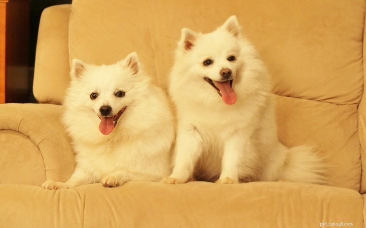 Mastering American Eskimo Dog Training: Tips for Loyal, Alert Companions