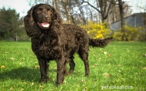 Master American Water Spaniel Training: Build a Loyal, Energetic Family Dog