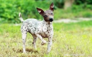 Comprehensive American Hairless Terrier Training Guide: Build Loyalty & Obedience