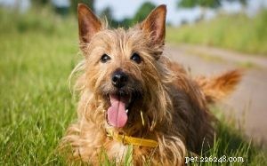 Mastering Australian Terrier Training: A Complete Guide