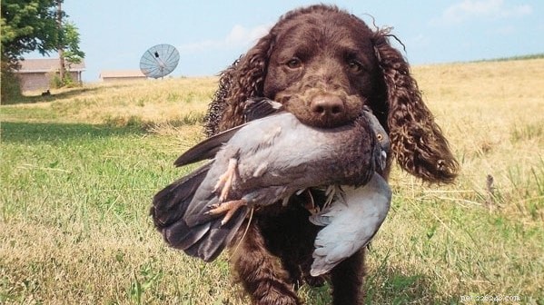 Master American Water Spaniel Training: Build a Loyal, Energetic Family Dog