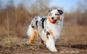 Mastering Australian Shepherd Training: Expert Strategies for a Well-Behaved Companion