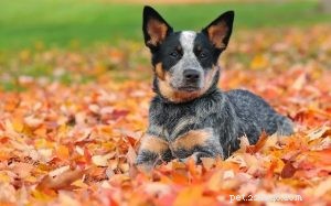 Professional Training for Australian Stumpy Tail Cattle Dogs: Maximize Their Working Potential