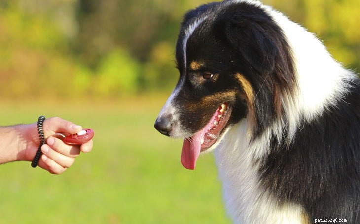 Mastering Australian Shepherd Training: Expert Strategies for a Well-Behaved Companion