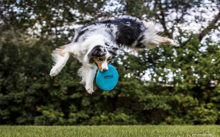 Mastering Australian Shepherd Training: Expert Strategies for a Well-Behaved Companion
