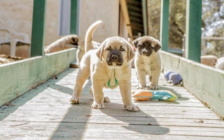 Effective Training for Anatolian (Kangal) Shepherds: Build Confidence & Obedience