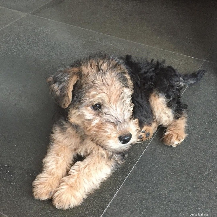 Comprehensive Lakeland Terrier Training Guide: Tips & Techniques