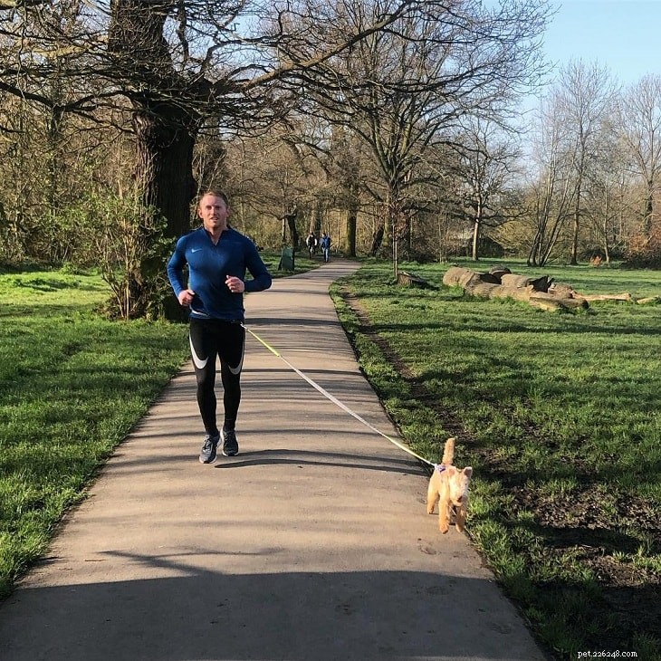 Comprehensive Lakeland Terrier Training Guide: Tips & Techniques