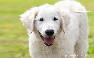 Effective Kuvasz Training: Tips for Raising a Loyal Family Guardian