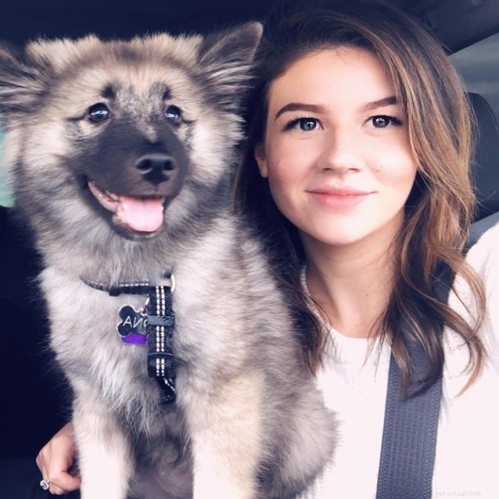 Keeshond Training Guide: Tips for Raising a Friendly, Guarding Companion