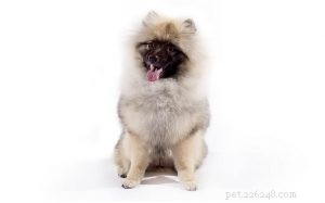 Keeshond Training Guide: Tips for Raising a Friendly, Guarding Companion