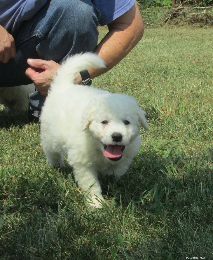 Effective Kuvasz Training: Tips for Raising a Loyal Family Guardian