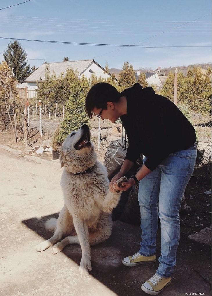 Effective Kuvasz Training: Tips for Raising a Loyal Family Guardian