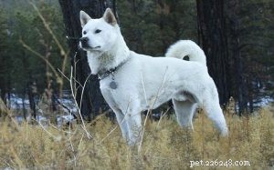 Kishu Ken Training Guide: Raising a Noble Hunting Companion