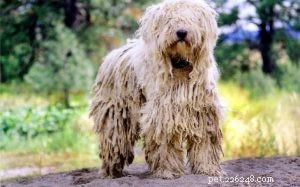 Effective Komondor Training: A Comprehensive Guide for Owners