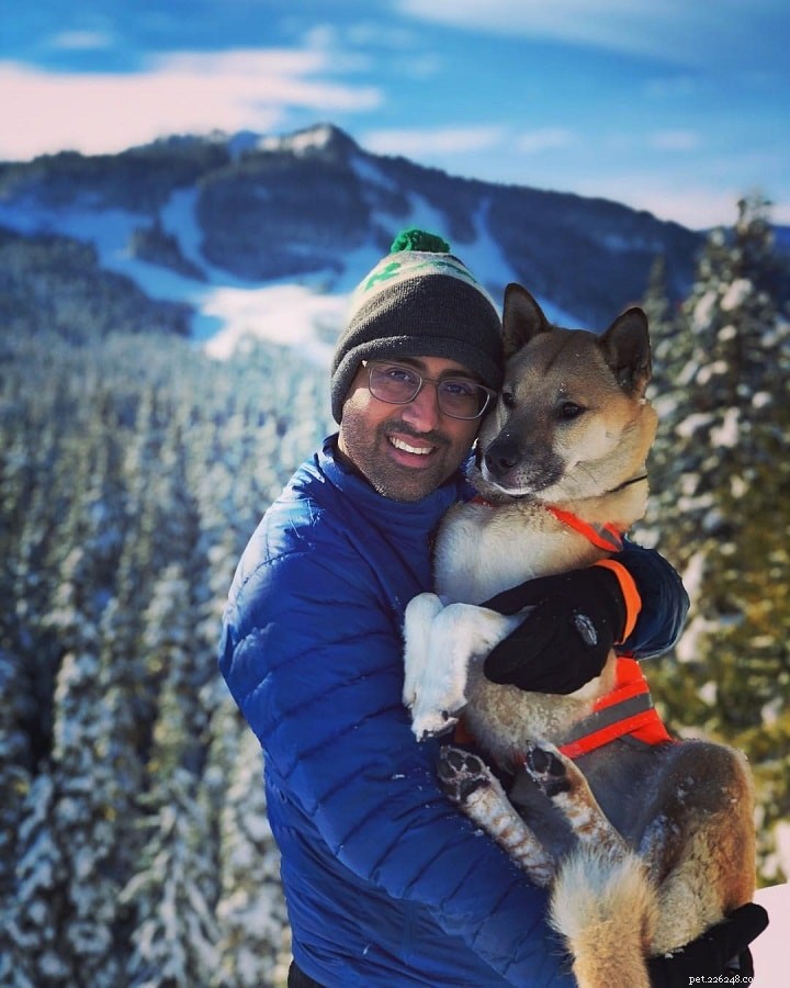 Kishu Ken Training Guide: Raising a Noble Hunting Companion
