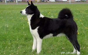 Karelian Bear Dog: Origin, Traits, and Training Insights