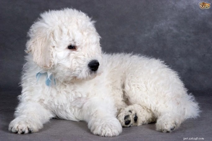 Effective Komondor Training: A Comprehensive Guide for Owners