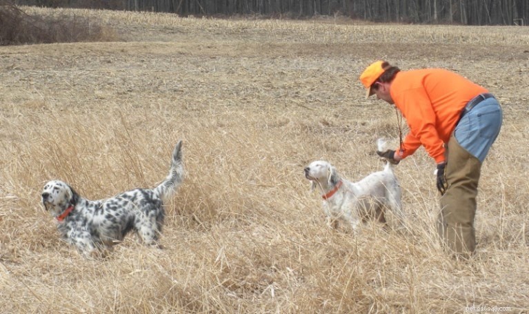 Mastering English Setter Training: Proven Methods for a Well‑Behaved Companion