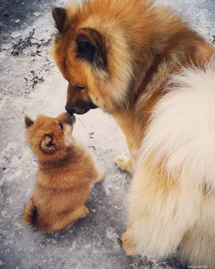 Mastering Eurasier Dog Training: Proven Techniques for a Well-Behaved Companion