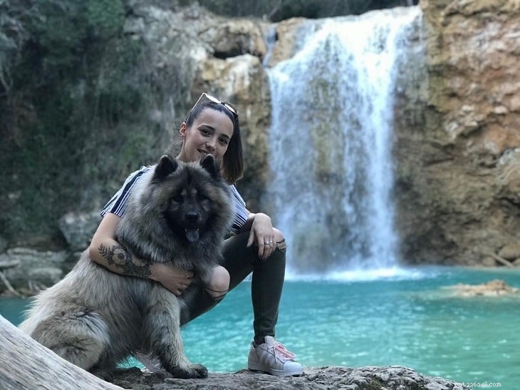 Mastering Eurasier Dog Training: Proven Techniques for a Well-Behaved Companion