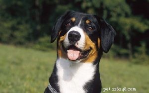 Mastering the Entlebucher Mountain Dog: Expert Training Guide